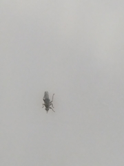 Pseudolynchia canariensis