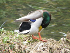 Anas platyrhynchos