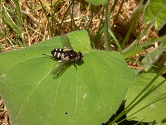Sericomyia transversa