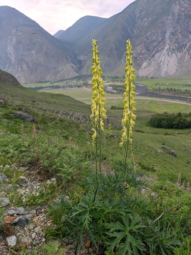 slenderleaf monkshood