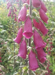 Digitalis purpurea