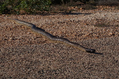 Aspidites melanocephalus