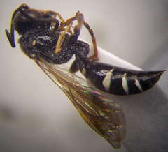 Gorytes albidulus