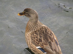 Anas platyrhynchos