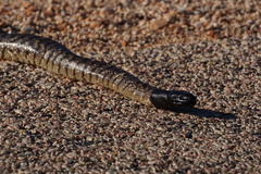 Aspidites melanocephalus