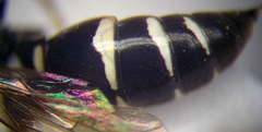Gorytes albidulus