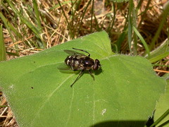 Sericomyia transversa