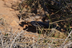 Aspidites melanocephalus