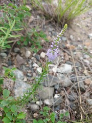 Veronica pinnata