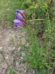 Dracocephalum peregrinum
