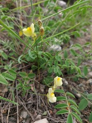 Linaria altaica