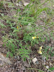 Linaria altaica