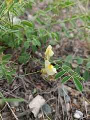Linaria altaica