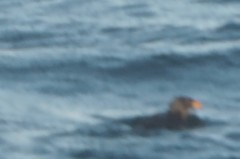 Cerorhinca monocerata