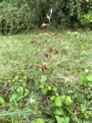 Melinis repens image