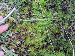 Sphagnum inundatum