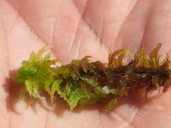 Sphagnum inundatum