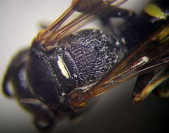 Gorytes sulcifrons