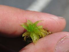 Sphagnum inundatum