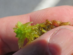 Sphagnum inundatum