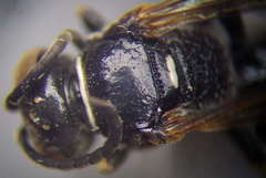 Gorytes sulcifrons
