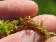 Sphagnum inundatum