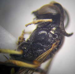 Gorytes sulcifrons