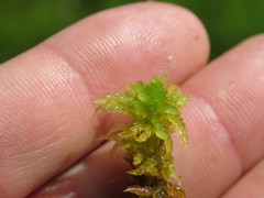 Sphagnum inundatum
