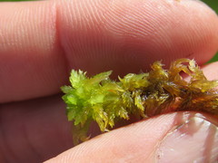 Sphagnum inundatum