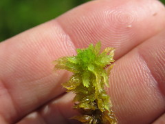 Sphagnum inundatum