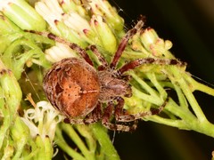 Araneus illaudatus