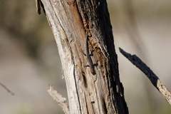 Cryptoblepharus buchananii