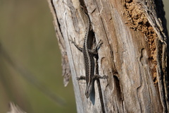 Cryptoblepharus buchananii