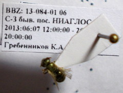 Halictus lucidipennis