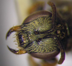 Halictus lucidipennis
