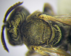 Halictus lucidipennis