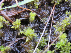 Subsecunda