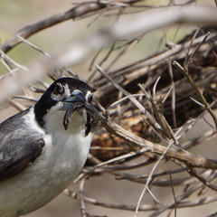 Cryptoblepharus buchananii