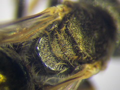 Halictus lucidipennis