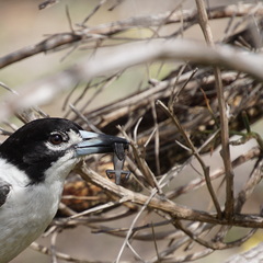 Cryptoblepharus buchananii