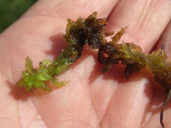 Subsecunda