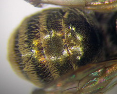 Halictus lucidipennis