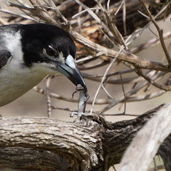 Cryptoblepharus buchananii