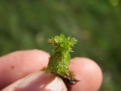 Subsecunda