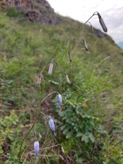 Adenophora stenanthina