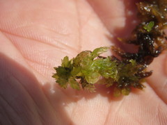 Subsecunda