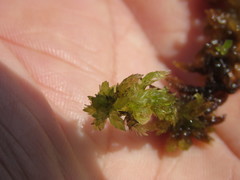 Subsecunda