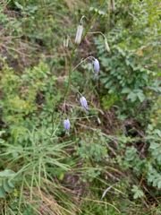 Adenophora stenanthina