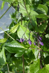 Solanum dulcamara