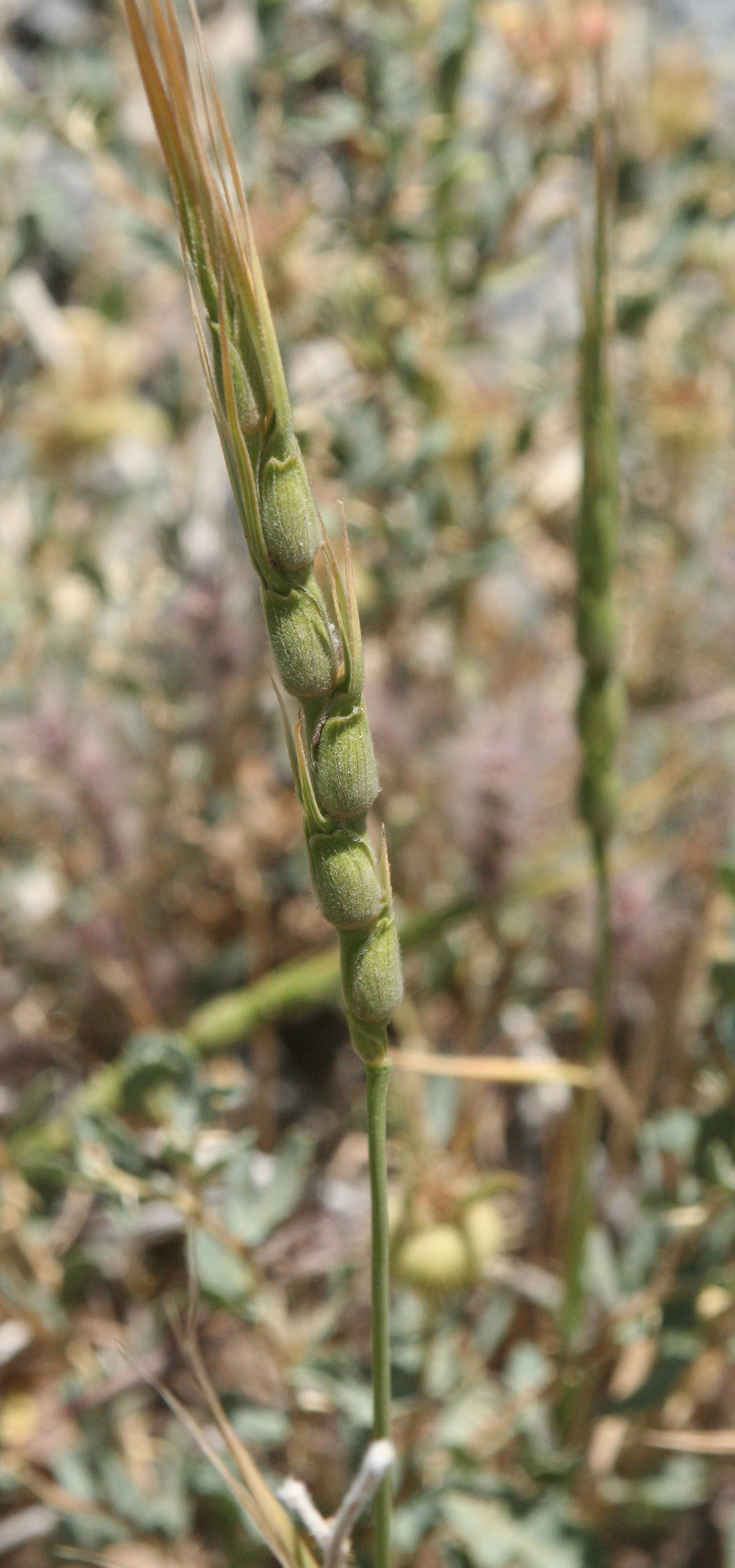 Aegilops crassa